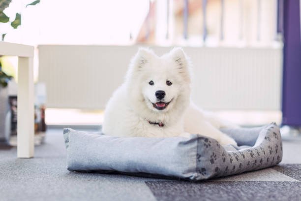 Why get a Samoyed Puppy