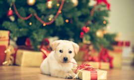 3 Recipes for Christmas Dog Treats to Celebrate the Holidays