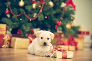 Read more about the article 3 Recipes for Christmas Dog Treats to Celebrate the Holidays