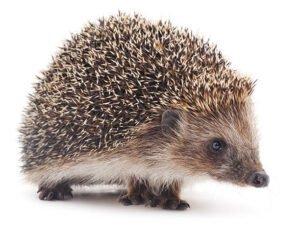 Read more about the article How Well Do Hedgehogs Make Pets? Facts, Prices, and Care