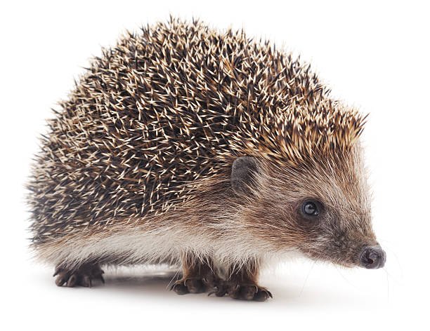 How Well Do Hedgehogs Make Pets? Facts, Prices, and Care.