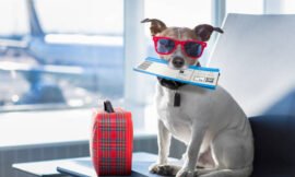 Which Airlines are the Safest for Traveling with Pets?
