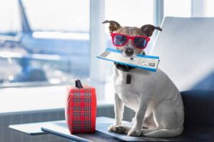 Read more about the article Which Airlines are the Safest for Traveling with Pets?