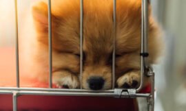Puppy Mill Facts and Statistics That Will Break Your Heart