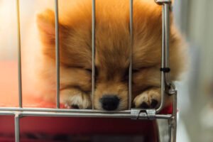 Read more about the article Puppy Mill Facts and Statistics That Will Break Your Heart