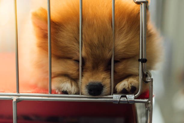 Puppy Mill Facts and Statistics That Will Break Your Heart.