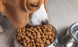 Symptoms and Allergies from Dog Food