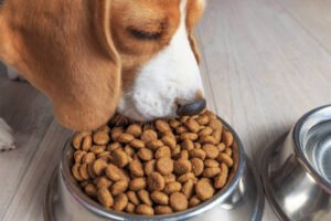 Read more about the article Symptoms and Allergies from Dog Food