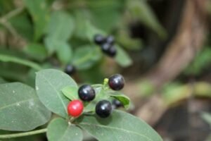 Read more about the article Serpentina Leaf: Health Advantages and Uses