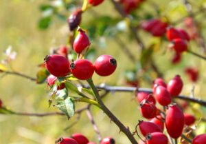 Read more about the article Growing and caring for dog roses