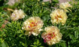 Itoh Peony Care Instructions