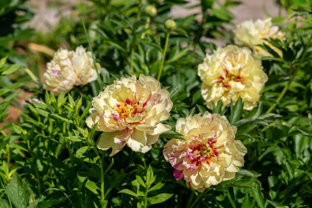 Itoh Peony Care Instructions.