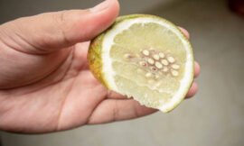 Is it okay to eat Lemon seeds?