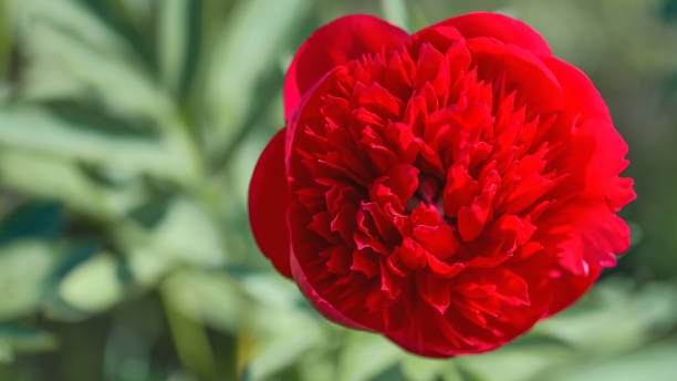 'Red Charm' Peony Care Instructions.