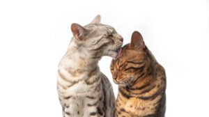 Read more about the article Understanding the Ages & Stages of Cats