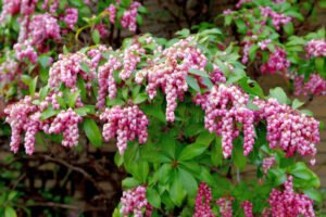 Read more about the article Care Instructions for Japanese Pieris