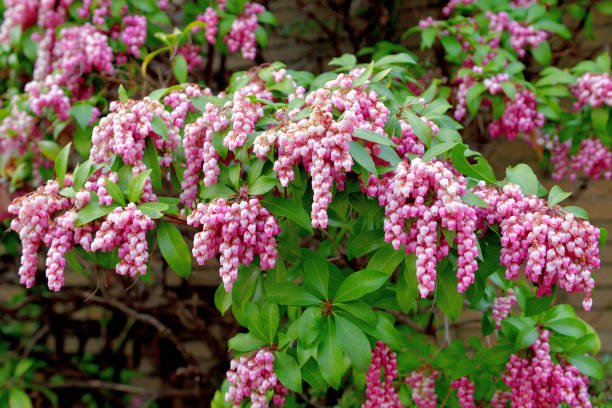 Care Instructions for Japanese Pieris.