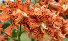 Tiger lily maintenance and growth instructions