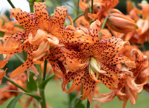 Tiger lily maintenance and growth instructions.