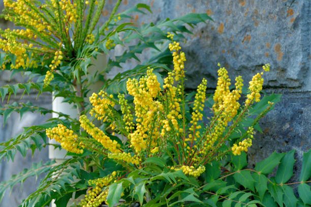 Mahonia Care and Growing Instructions.