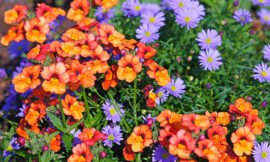 Taking Care of and Growing Nemesia
