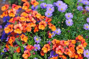 Read more about the article Taking Care of and Growing Nemesia