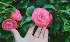 Camellia Care and Growing Instructions