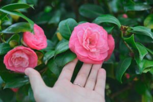 Read more about the article Camellia Care and Growing Instructions