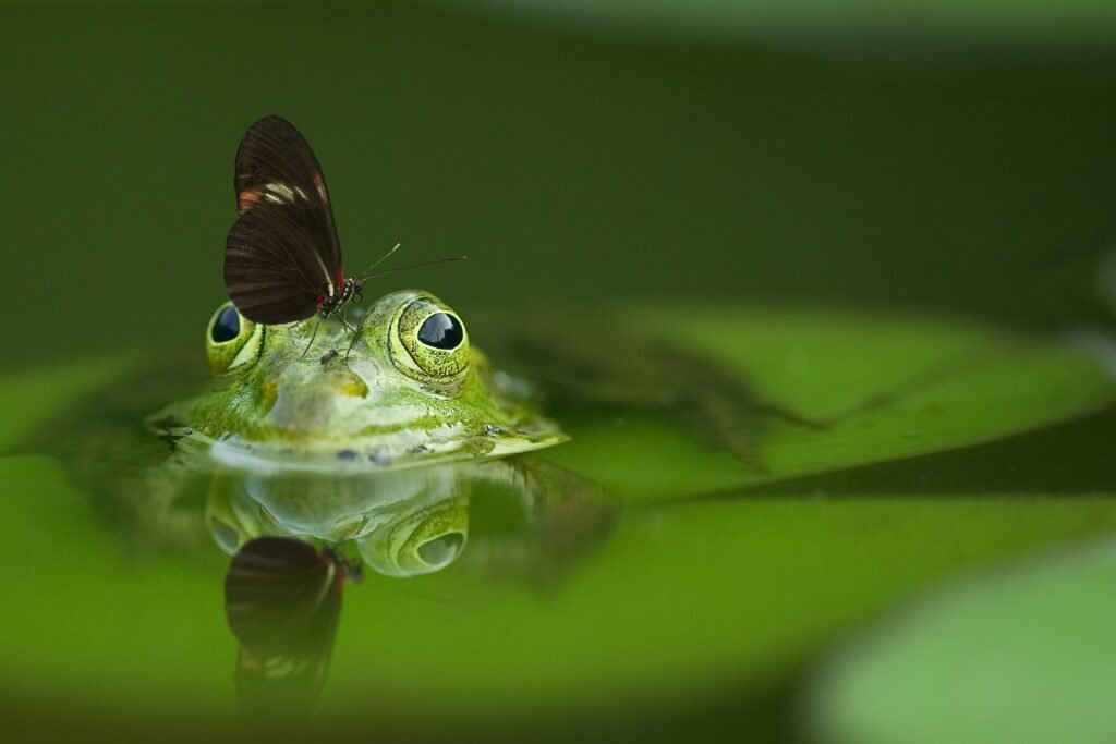 5 Simple Methods to Keep Frogs Out of Your Home.