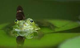5 Simple Methods to Keep Frogs Out of Your Home